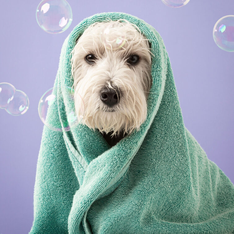 self-wash Pet Grooming in Laredo TX